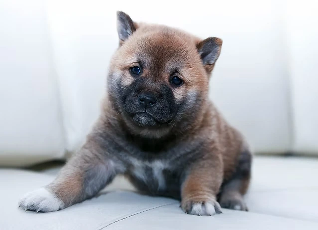 Comment apprendre la propreté à mon chiot ?