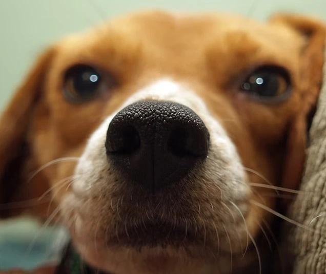 L'ennui chez le chien !  Causes et conséquences.