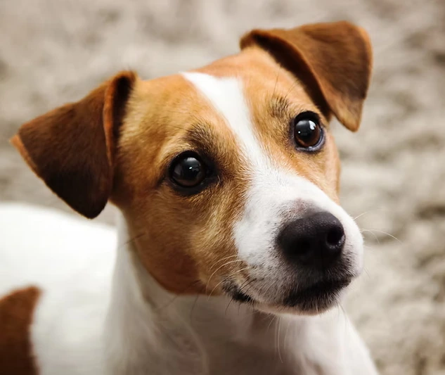 Respecter la nature de son chien et ses patrons moteurs !