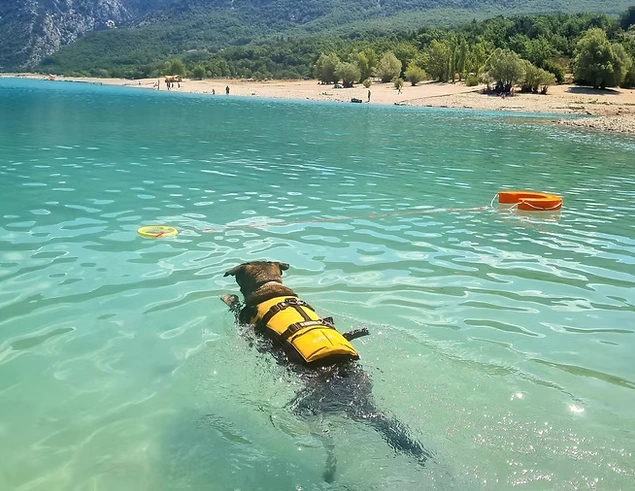 Le syndrome de la queue morte