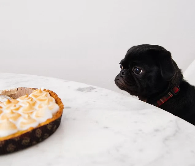 L'obésité chez le chien