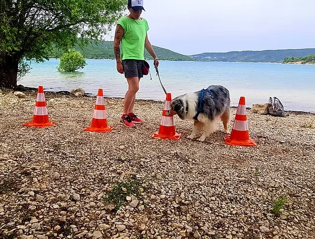 Les bienfaits des activités olfactives pour le chien