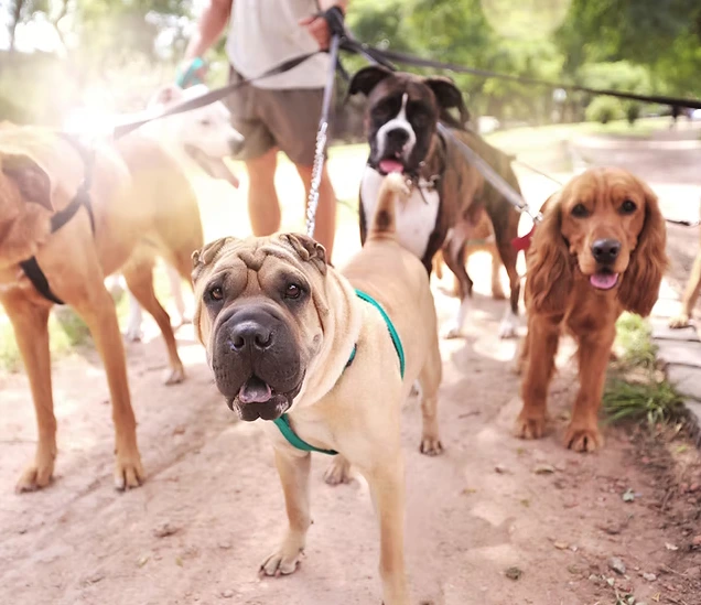 L'apprentissage de la marche en laisse