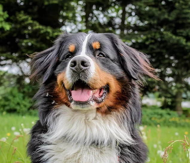 L'aboiement:  Comprendre ce mode de communication