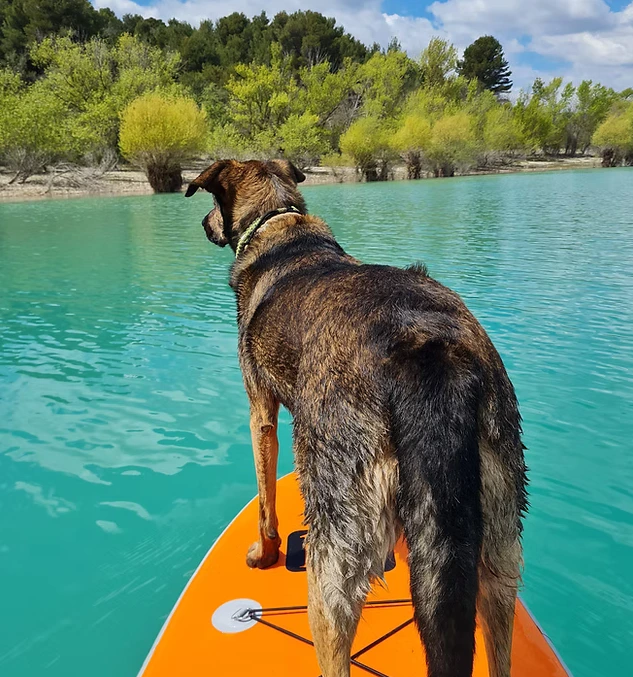 Les activités aquatiques  à pratiquer avec  son chien