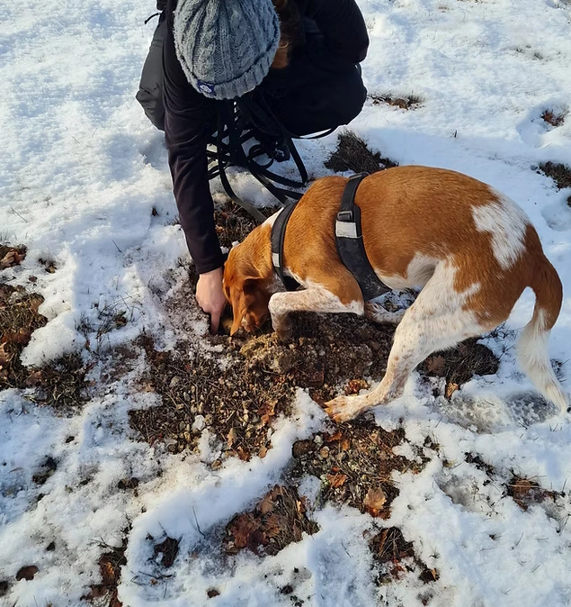 Le Cavage :  Apprendre à votre chien la recherche  de truffes