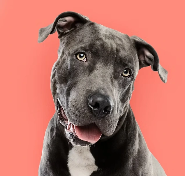 Votre chien est-il prêt pour la soirée du Jour de l'an ?