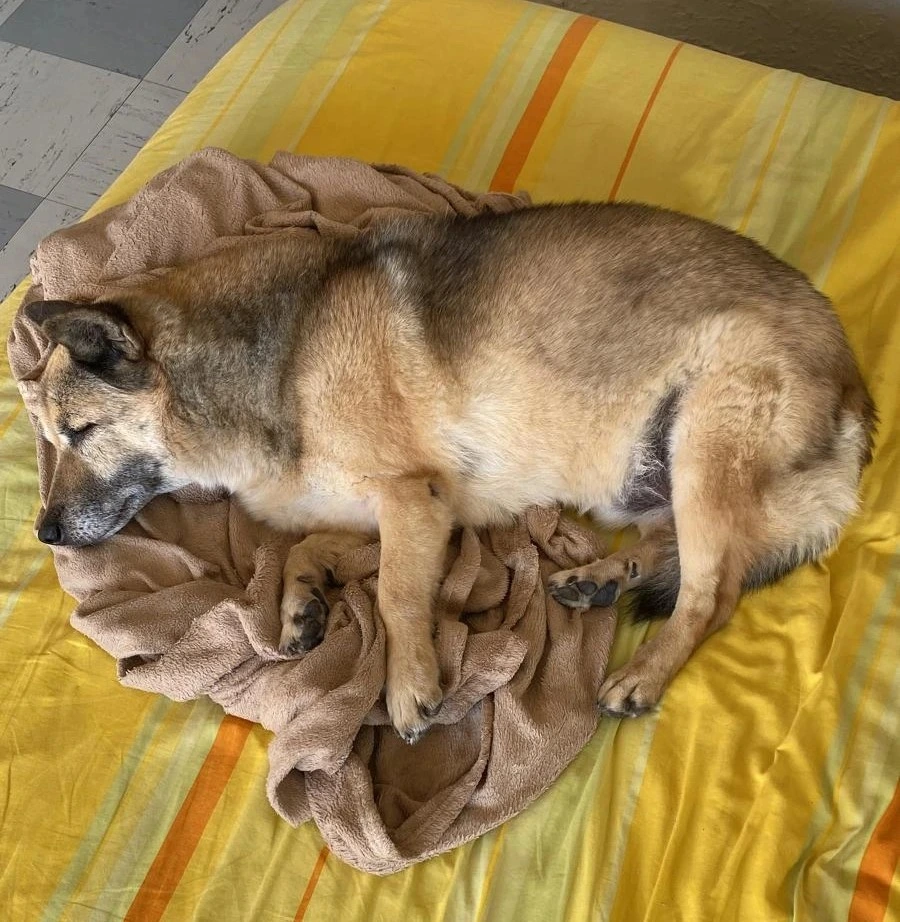 Nos chiens seniors,  comment les accompagner au mieux ?